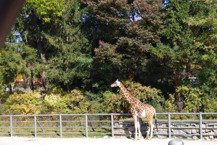 과천 서울 동물원