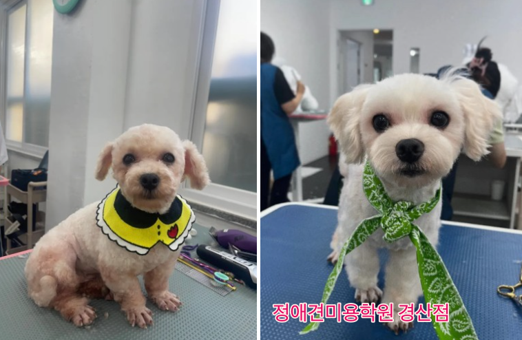 정애견미용학원경산점 대구애견미용학원