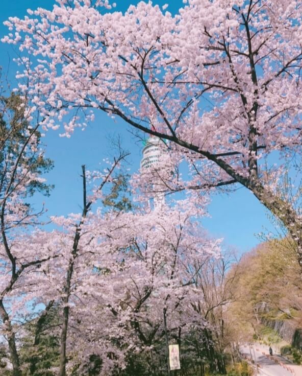 N서울타워 벚꽃축제 Blossom Tower