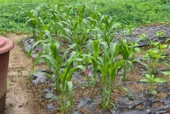 옥수수 재배 수분 수정 바람 피해 예방 거름 주기_11