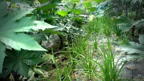 삼채-피마자-아주까리-혼작재배