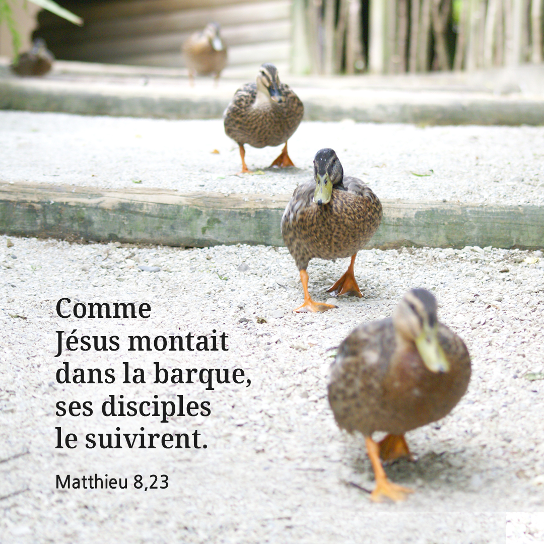 Comme Jésus montait dans la barque, ses disciples le suivirent. (Matthieu 8,23)