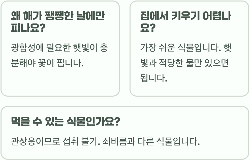 채송화 꽃말 천진난만함과 모성애를 상징하는 특별한 의미