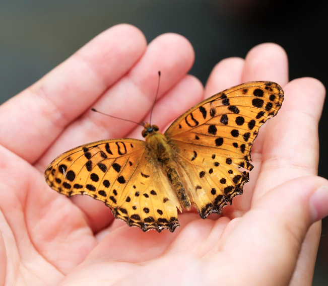 2025 함평 나비대축제