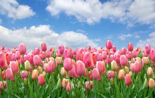 보령 튤립정원 가서 찍은 사진