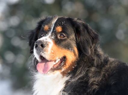 버니즈 마운틴 독