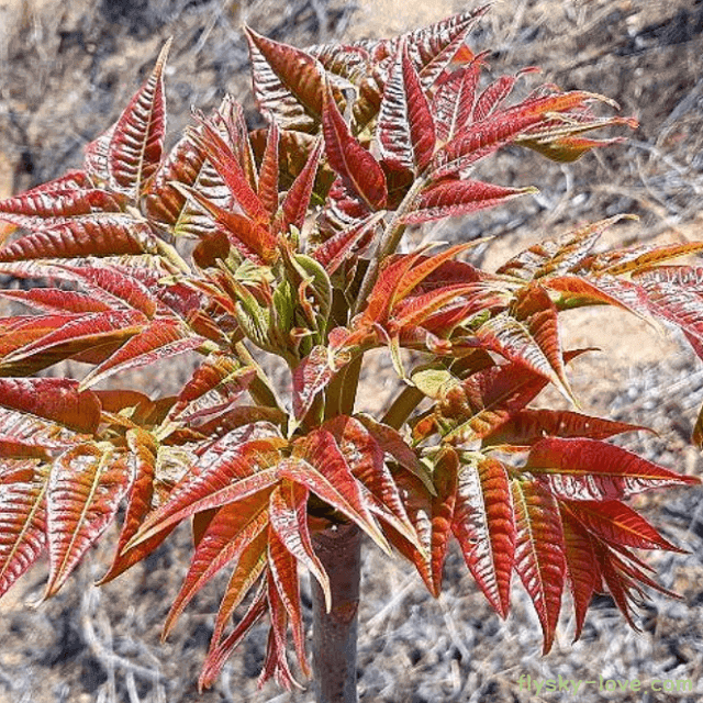 제철음식 가죽나물