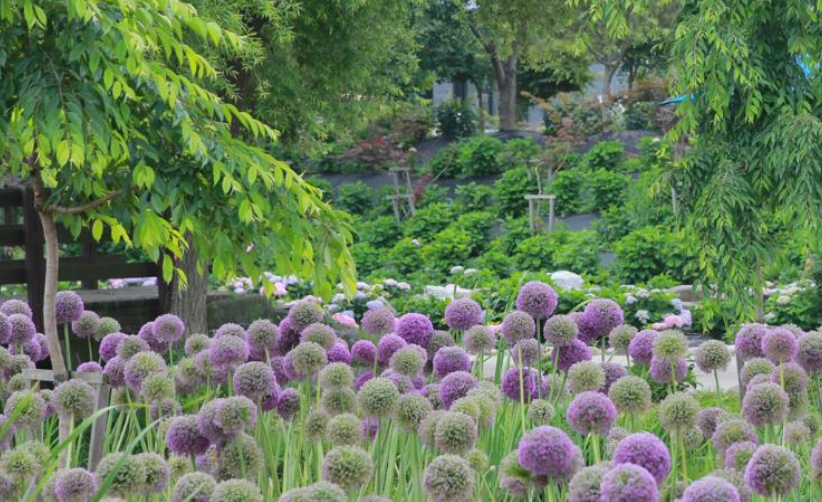 공주 유구 색동수국정원 꽃축제 기간 장소 주차