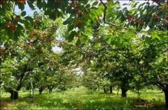 체리나무 재배법 건강한 과일 나무 키우기_4