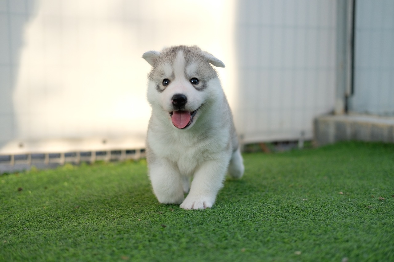 앙골라 허스키 (Anglola Husky)2