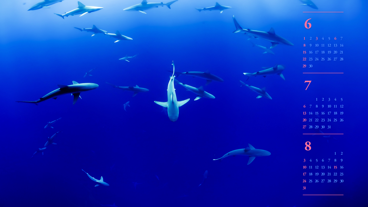 06 상어 무리들 B - 2025년7월 노트북배경화면
