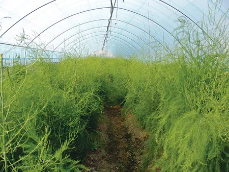 아스파라거스 재배 이식 시기 순 수확 내한성 관리_7