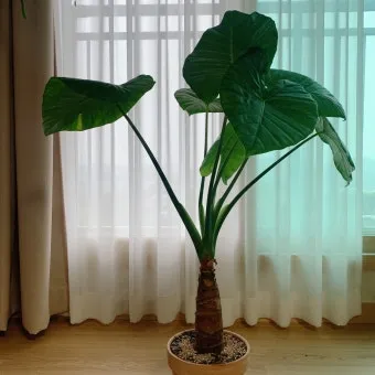 알로카시아 키우기 물주기 햇빛온도 관리 잎 크게 키우는 법_12