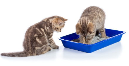 화장실과 아기 고양이 두 마리.