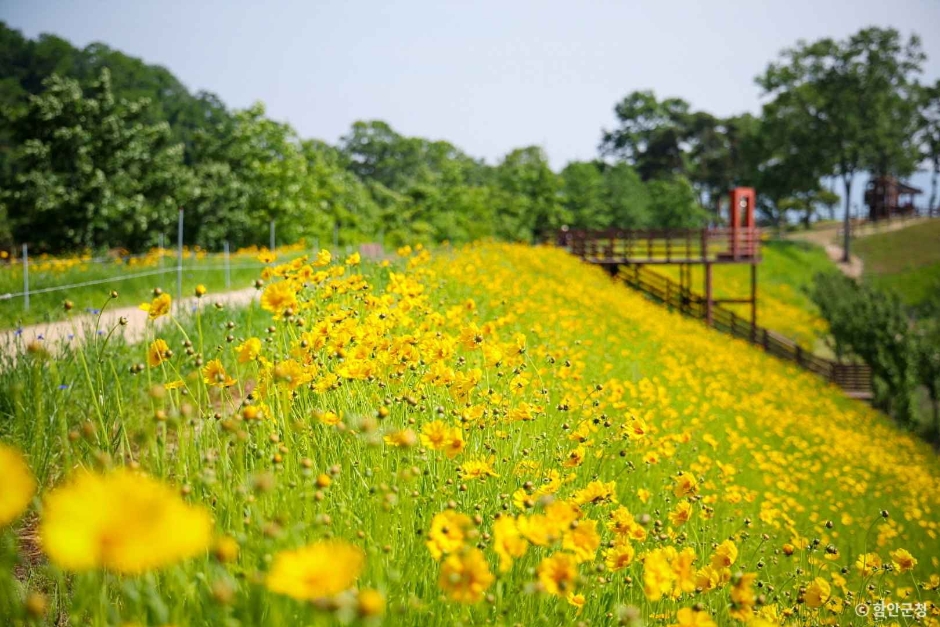 함안 악양생태공원 금계국