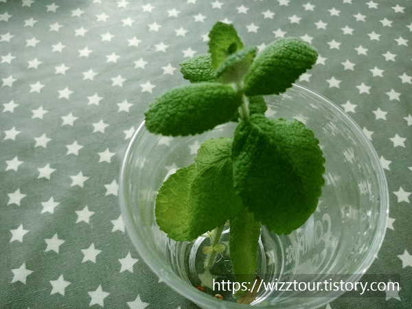 애플민트 번식 하기