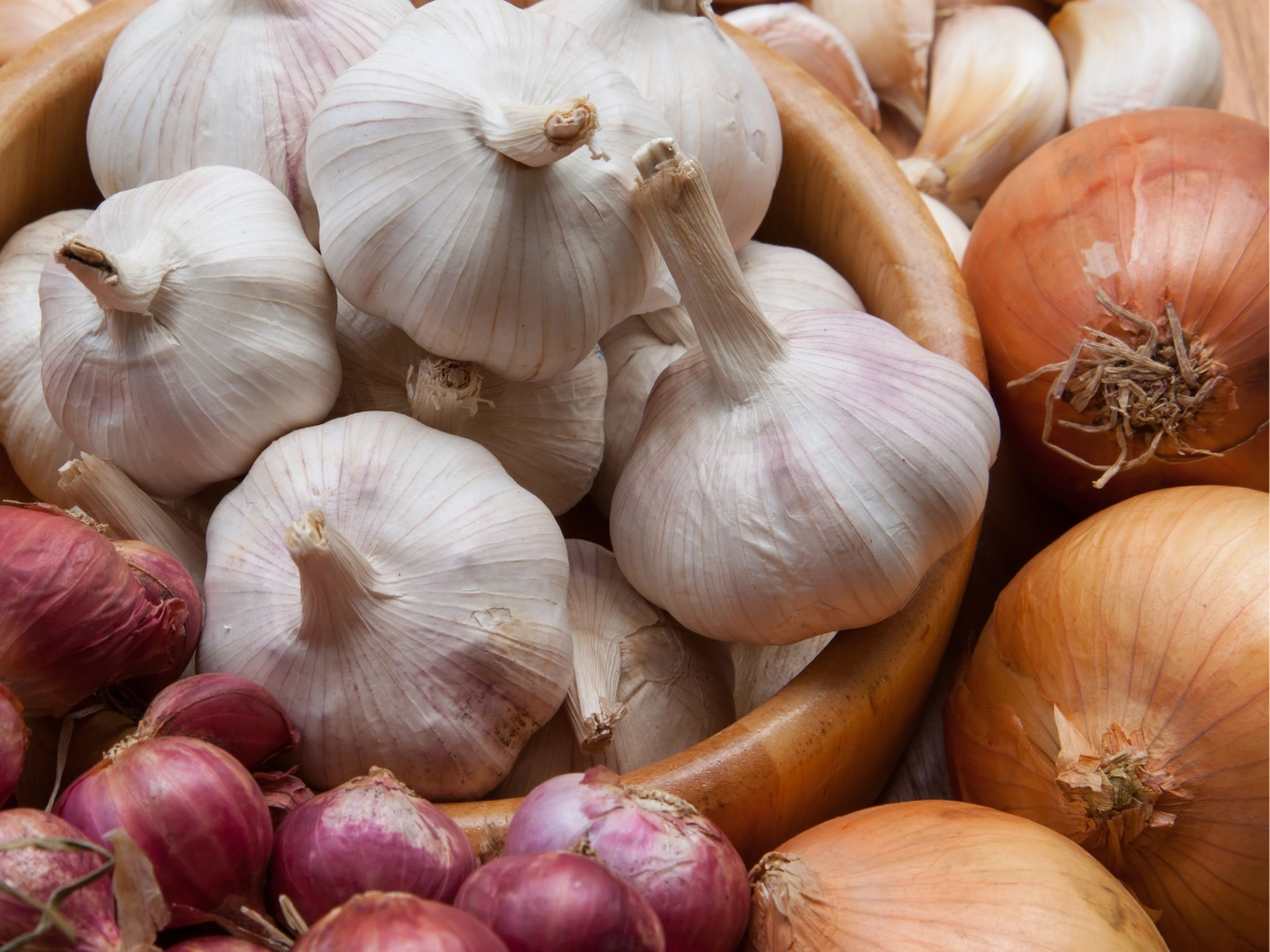 양파, 마늘