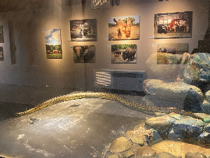 서울대공원 동물원 노랑 아나콘다