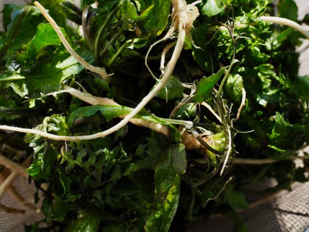 봄나물 특징 효능 요리법