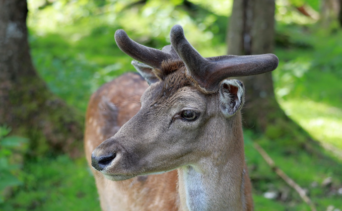녹용 효능 과학적 증명 완벽 가이드 ❘ 신경재생부터 면역력까지 최신 연구 총정리