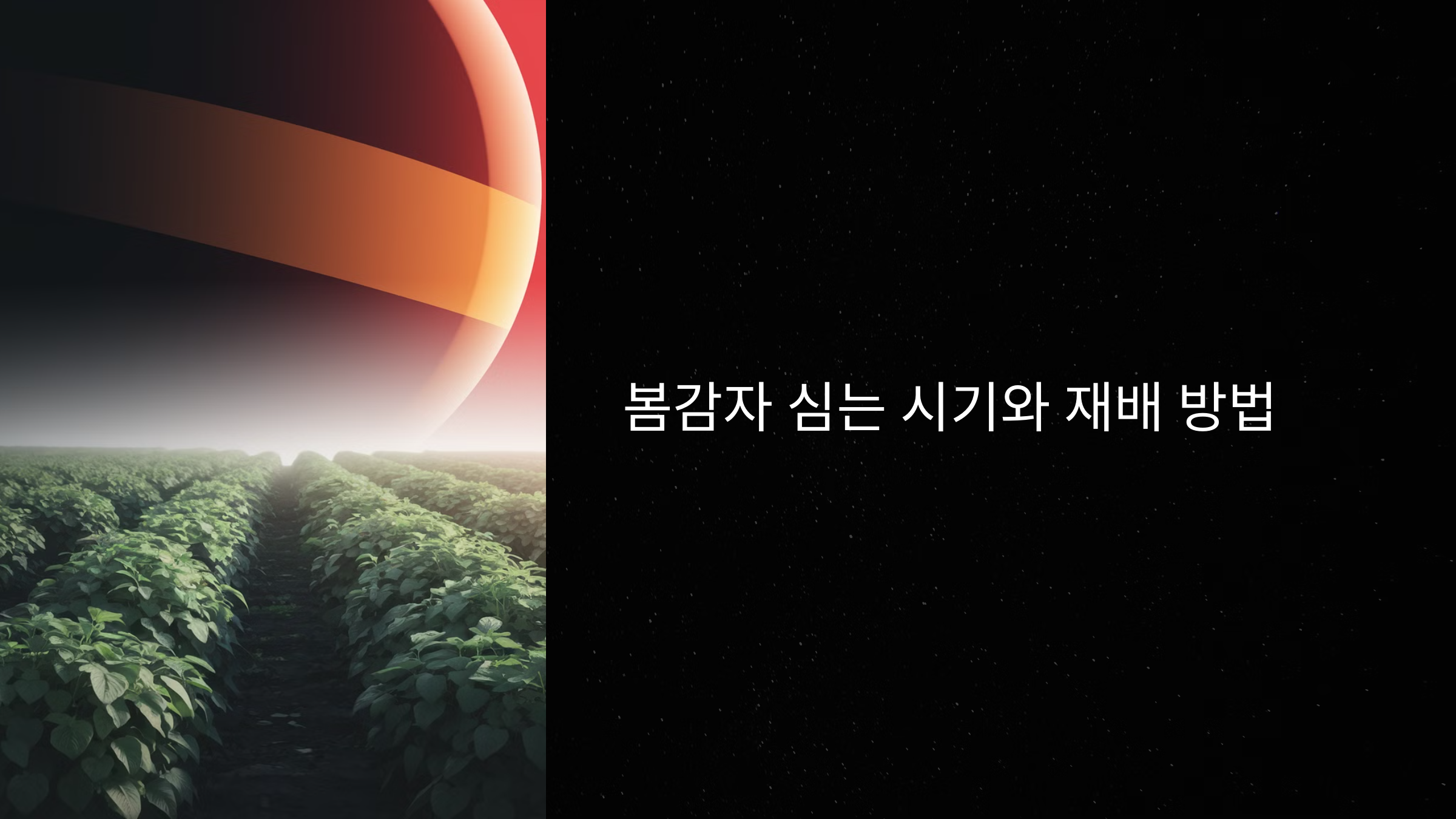 봄감자 심는 시기와 재배 방법