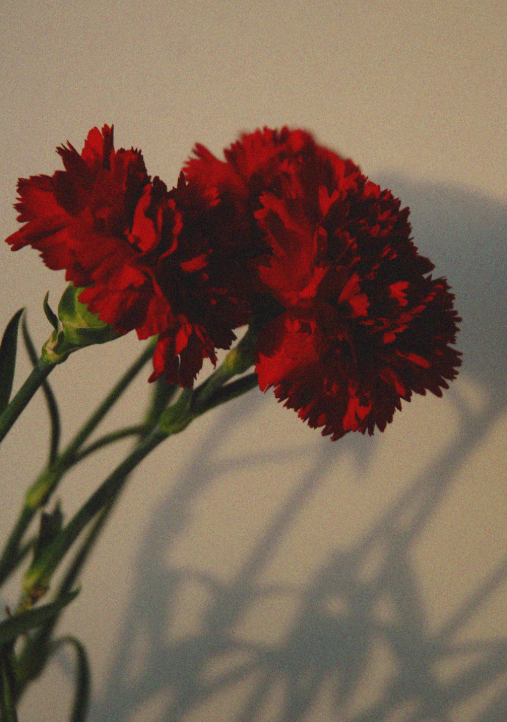 어버이날 카네이션 이미지