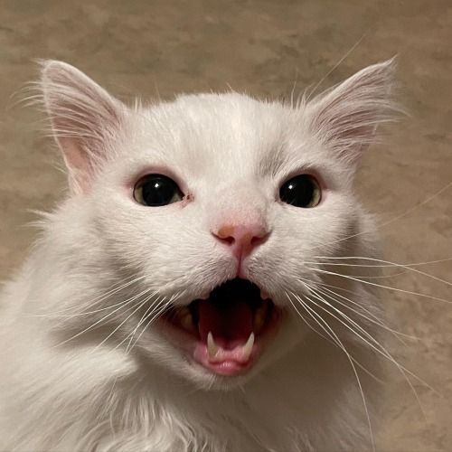 고양이의 야옹거림