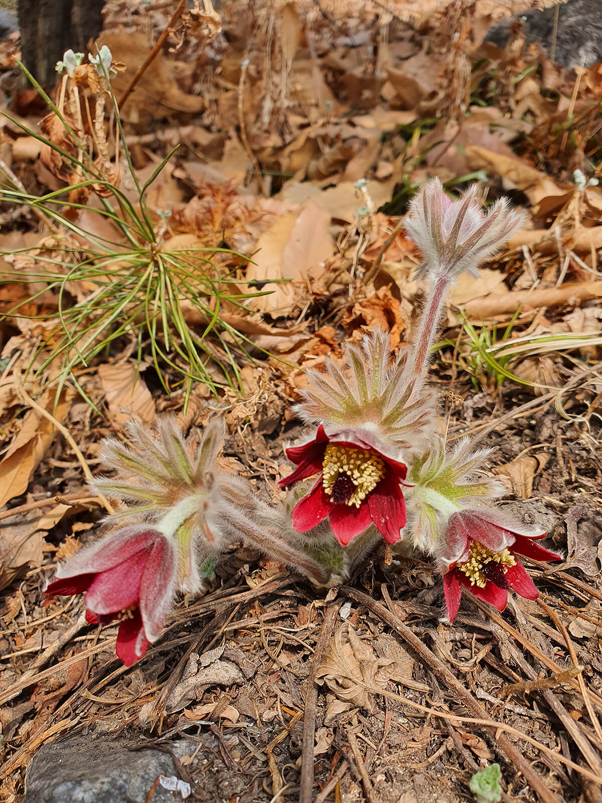 성남시식물원 할미꽃7