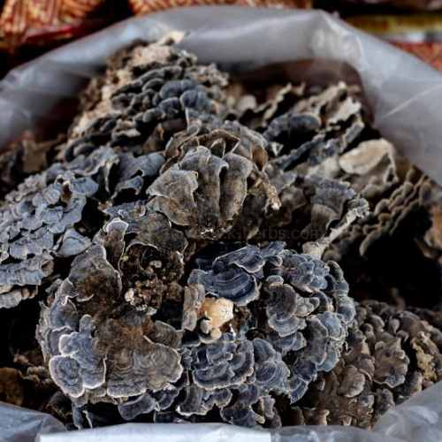 말린 운지버섯 (구름버섯) Dried Turkey Tail