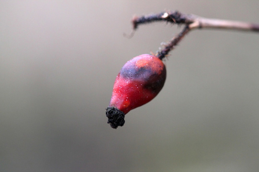 Rosehip