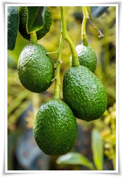 정원 "아보카도 키우기" 씨앗 하나로 나만의 초록 오아시스!