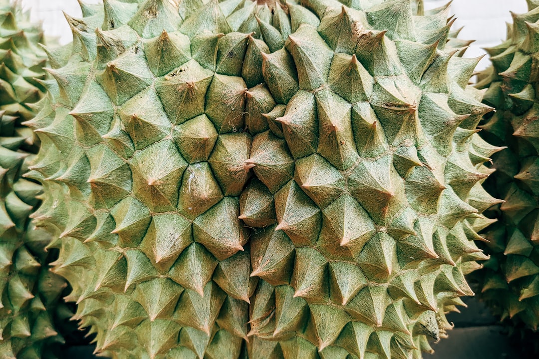 Pinecoin