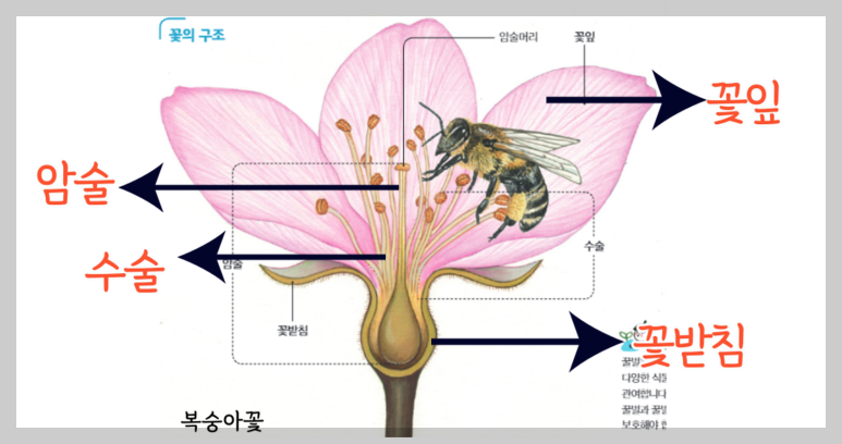 꽃의 구조와 기능