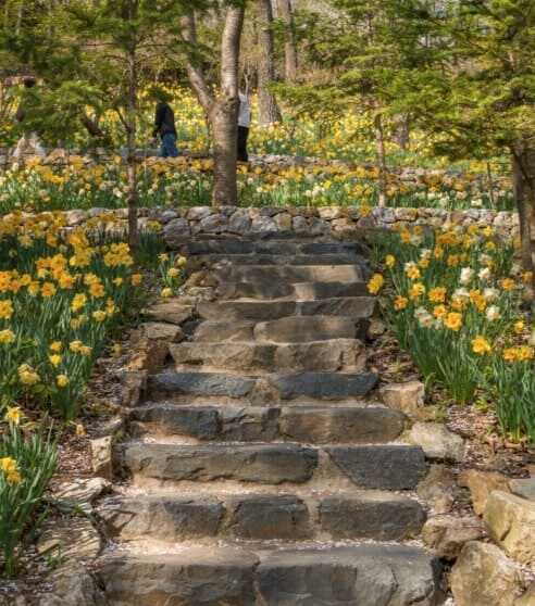 2025 화담숲 봄 수선화 축제