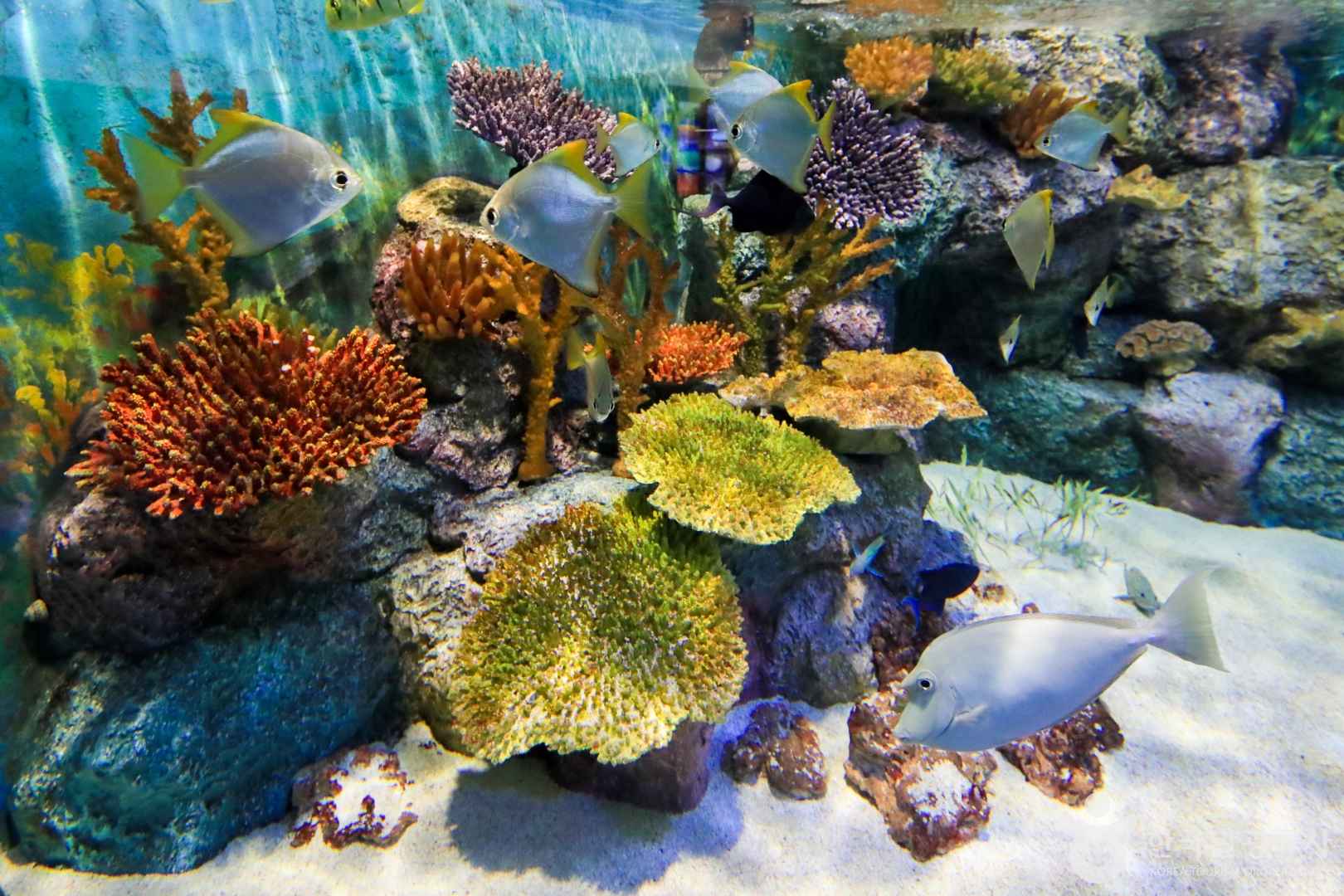 경포 아쿠아리움