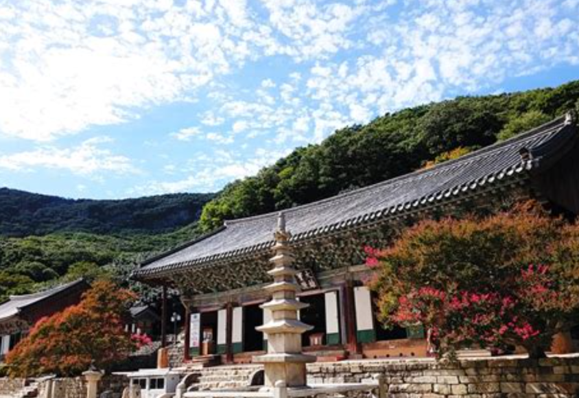 고창 벚꽃 축제! 기다렸나, 봄~ 핑크빛 설렘 가득한 여행