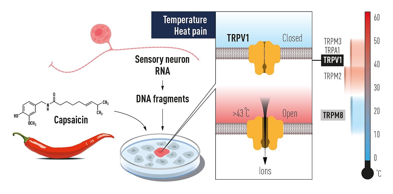 TRP channel molecular mechanism
