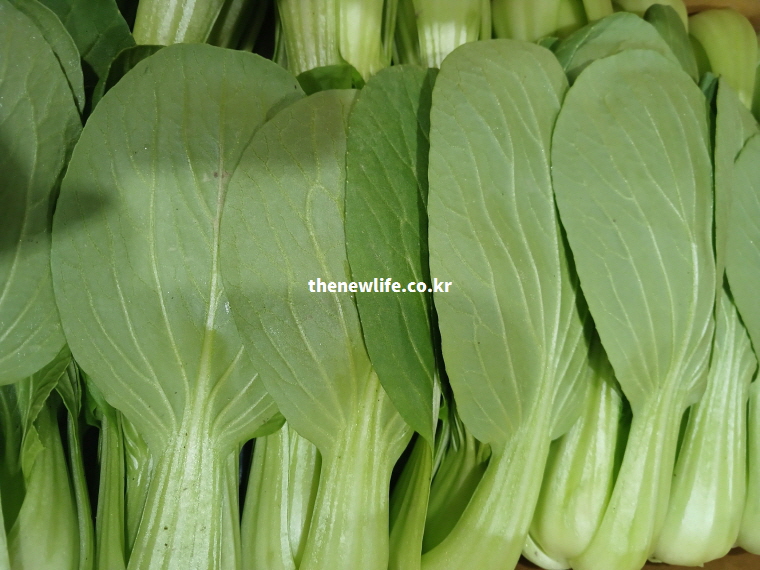 낮은 혈당 지수(GI)로 당뇨병 환자 식단에 추천하는 싱싱한 청경채 실물 사진