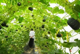 단호박 재배 직파 요령 덩굴 유인 당도 관리_3