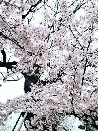 서울 벚꽃 명소 추천 베스트10_6