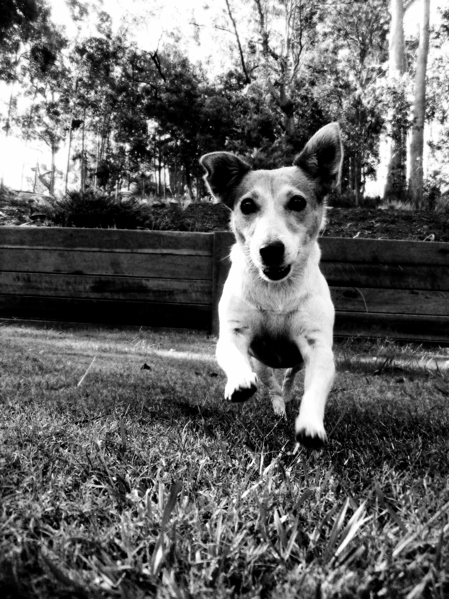 반려동물 미아 관련 사진