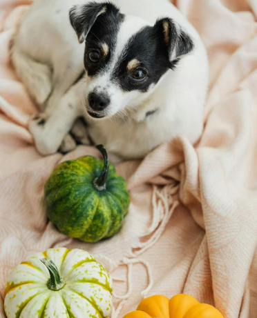 강아지 단호박 급여 방법. 약일까 독일까?