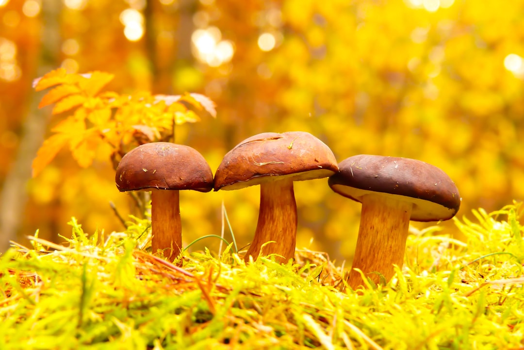 Mushroom