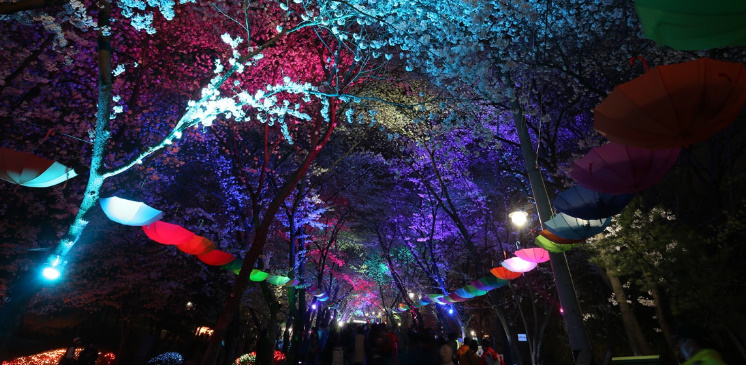부천 봄꽃 축제. 부천 오색봄꽃 여행. 벚꽃, 진달래, 복숭아꽃, 튤립, 장미