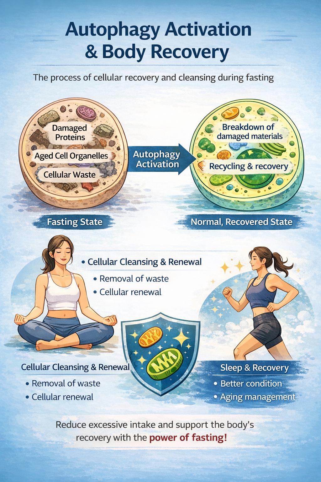 공복 상태에서 자가포식이 활성화되어 손상된 세포 구성 요소가 정리되고, 세포가 회복&middot;재생되는 과정을 시각적으로 설명한 이미지로, 자가포식, 세포 정화, 신체 회복과 에너지 효율 향상을 강조함.