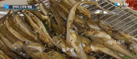 도루묵 제철