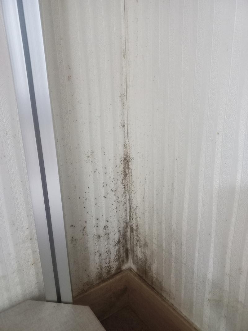 실내 벽지 곰팡이 제거 전