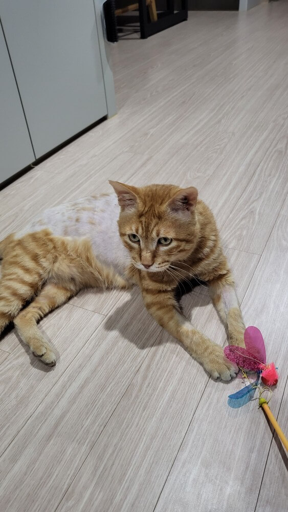 고양이 전염성 복막염(FIP) 치료 성공사례