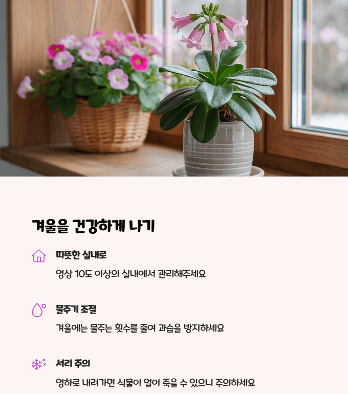 밀레니엄 벨 월동