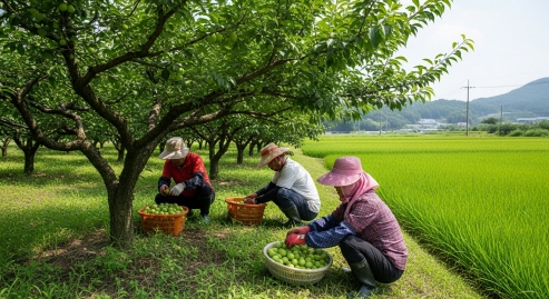 청매실 수확 현장&amp;#44; 한국 시골 농가